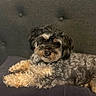 dog, fluffy, couch, indoor, pet, relaxed, laying_down, fur, brown, black, gray, tufted, upholstery, closeup, companion, domestic_animal, animal, cute, portrait, resting