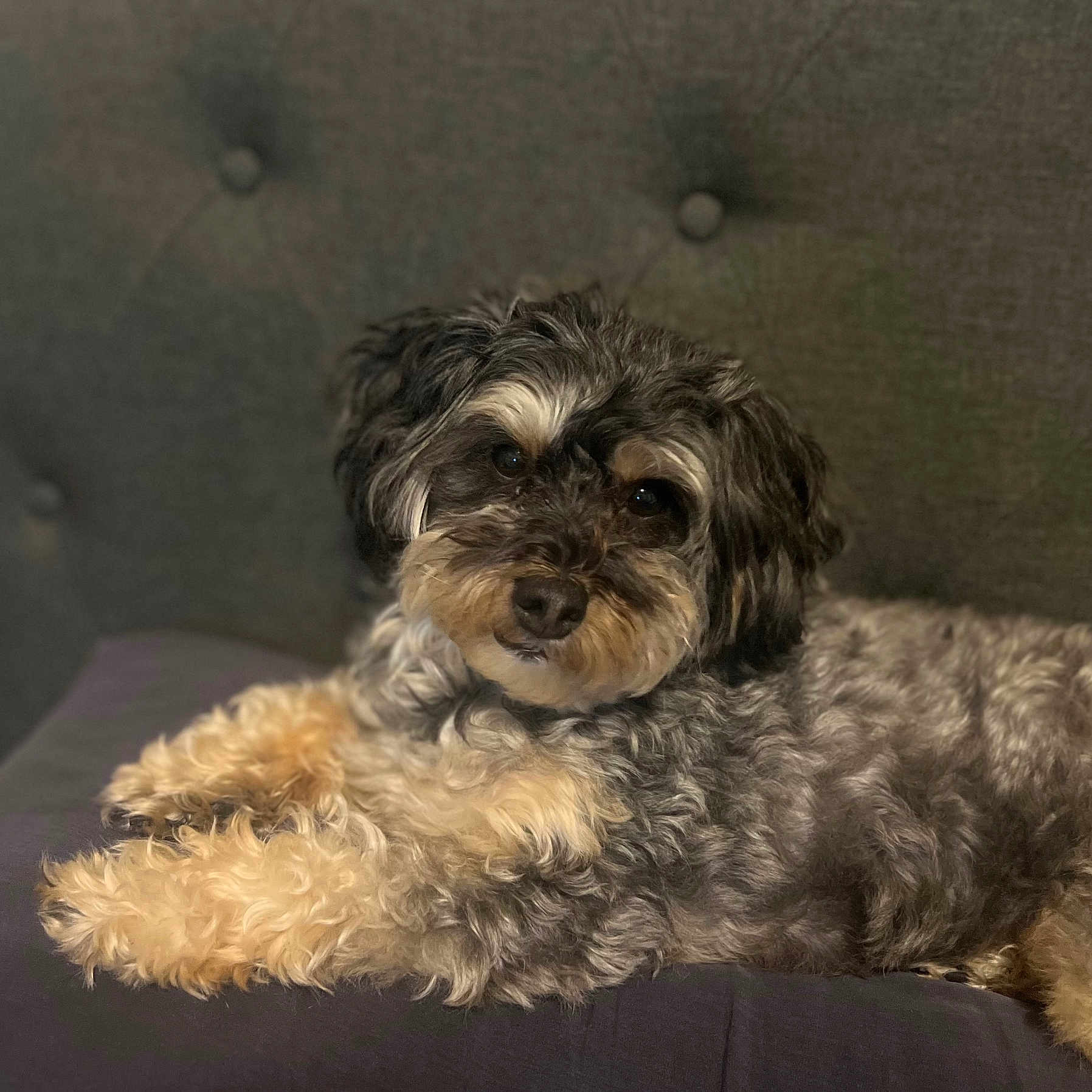 Mazikeen joined the competition — help win amazing prizes! dog, fluffy, couch, indoor, pet, relaxed, laying_down, fur, brown, black, gray, tufted, upholstery, closeup, companion, domestic_animal, animal, cute, portrait, resting