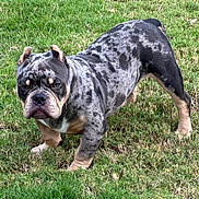 Capone is registered to the contest to win money with this photo: animal, bulldog, canine, closeup, daylight, dog, ears, expression, fur, grass, legs, merle, muscular, muzzle, nature, outdoor, pet, portrait, serious, standing