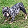 Capone