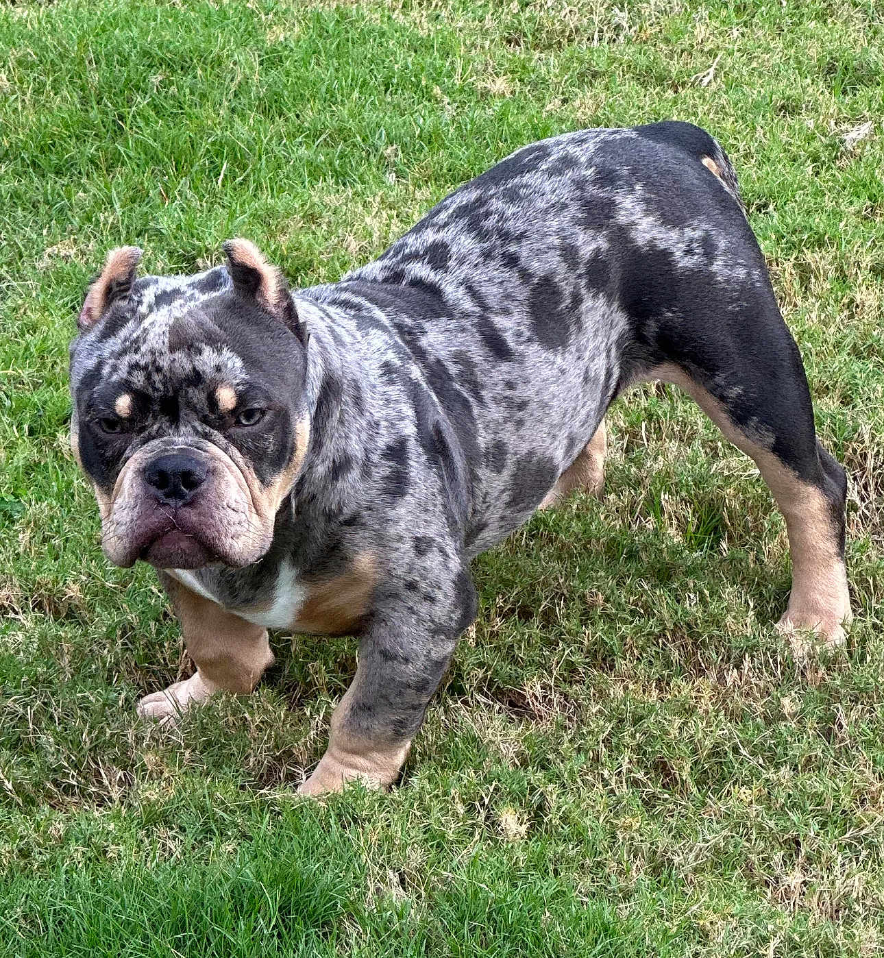 Capone