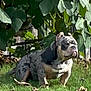 Capone is registered to the contest to win money with this photo: animal, backyard, bulldog, calm, canine, daylight, dog, domestic_animal, fence, grass, greenery, leafy_plants, mammal, nature, outdoor, pet, quiet, sitting, spot_pattern, sunlight