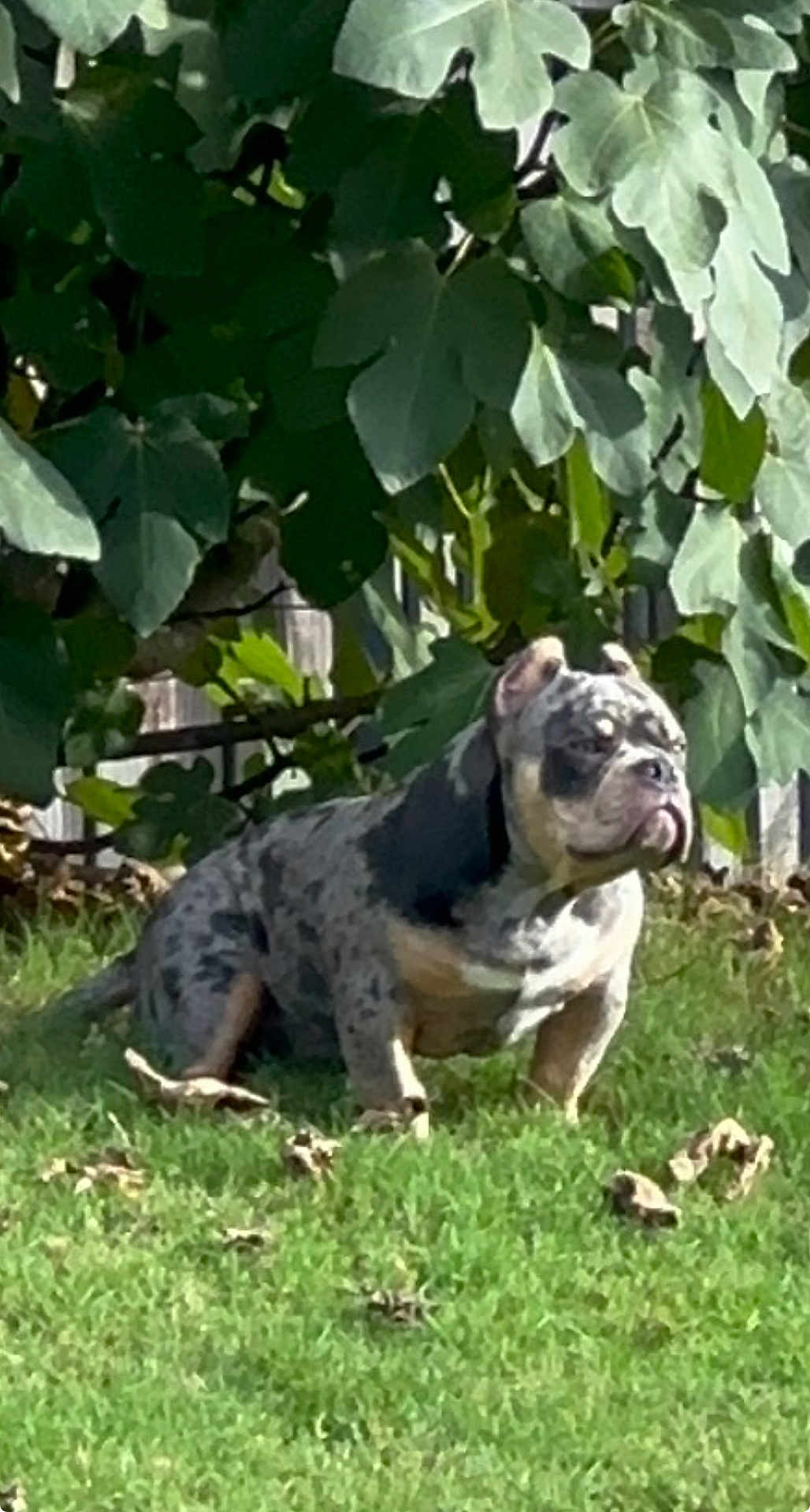 Capone