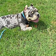 Capone is registered to the contest to win money with this photo: dog, animal, outdoor, grass, collar, pet, happy, resting, canine, nature, summer, playful, cute, spotted, muzzle, tongue, ears, leash, daytime, relaxing