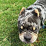 Capone joined the competition — help win amazing prizes! dog, grass, outdoor, pet, animal, closeup, wrinkled_face, spotted, canine, collar, leash, brown, black, tan, fur, muzzle, ears, nature, expression, portrait