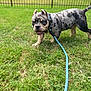 Capone joined the competition — help win amazing prizes! puppy, dog, grass, leash, outdoor, pet, canine, young_dog, playful, curious, fence, yard, animal, walking, blue_leash, green_grass, summer, nature, closeup, background_blur