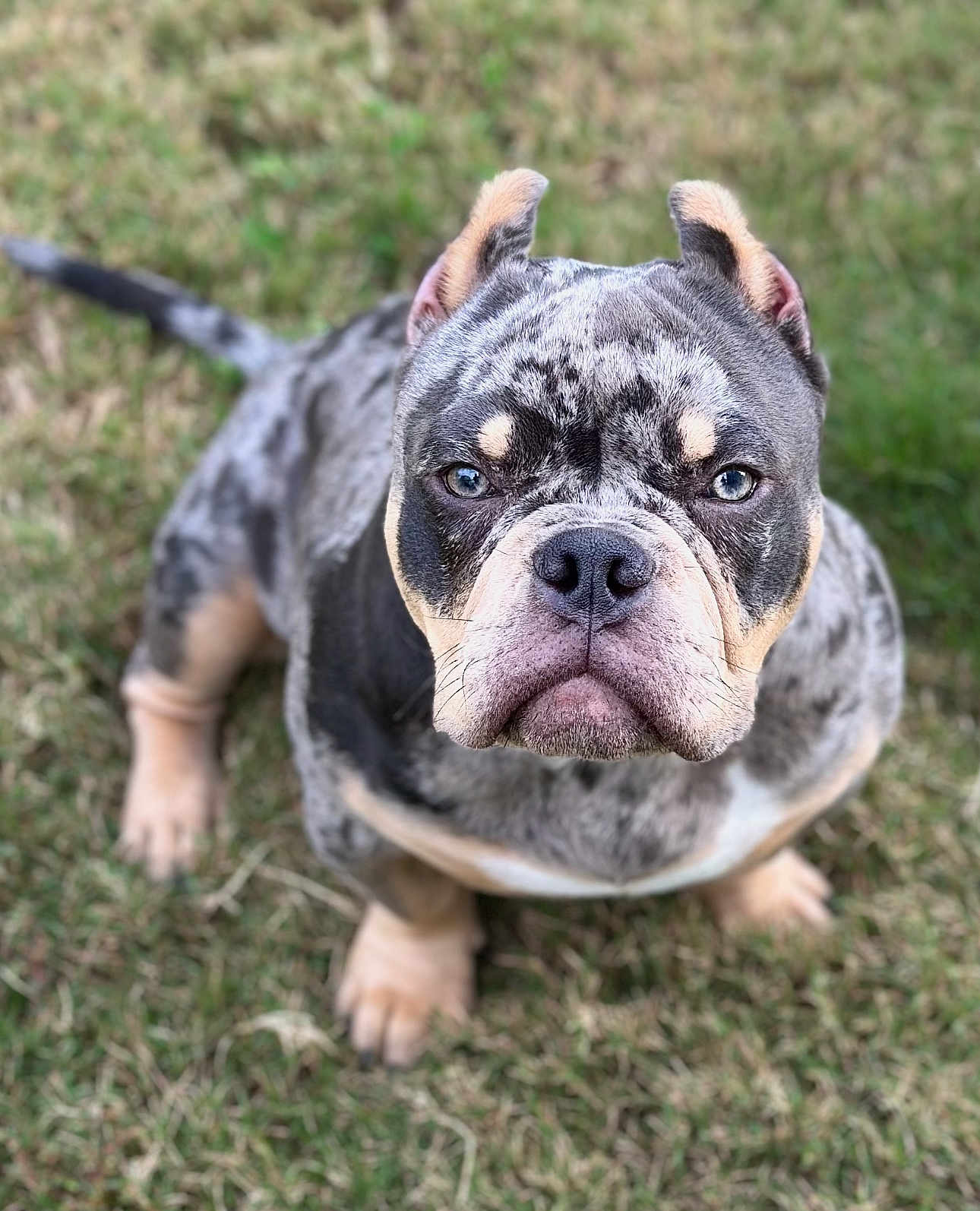 Capone joined the competition — help win amazing prizes! dog, bulldog, merle, blue_eyes, ears, grass, pet, animal, outdoor, cute, face, snout, fur, canine, portrait, looking_up, sitting, nature, companion, friendly