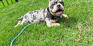 Capone is registered to the contest to win money with this photo: dog, merle, grass, leash, outdoor, fence, pet, canine, happy, playful, smiling, animal, nature, yard, greenery, tongue_out, resting, summer, daytime, closeup