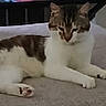 Mario joined the competition — help win amazing prizes! cat, tabby_cat, white_cat, pet, animal, feline, face, ears, whiskers, paws, lying_down, lounging, couch, sofa, indoor, home, laundry, clothing, relaxed, portrait