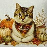 Mario is registered to the contest to win money with this photo: cat, tabby_cat, illustration, autumn, fall, pumpkins, leaves, acorns, scarf, plaid, mug, drink, still_life, seasonal, harvest, cute, animal, portrait, decorative, watercolor