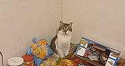 Mario joined the competition — help win amazing prizes! cat, animal, pet, feline, sitting, portrait, indoors, kitchen, countertop, groceries, food, bread, snacks, packaged_food, pantry, table, wall, gray_white, alert, household