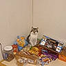 cat, animal, pet, feline, sitting, portrait, indoors, kitchen, countertop, groceries, food, bread, snacks, packaged_food, pantry, table, wall, gray_white, alert, household