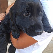 Vibe participe au concours pour gagner de l'argent avec cette photo : animal, canine, cockerspaniel, dog, face, head, hound, labradorretriever, papillon, person, pet, poodle, puppy, terrier