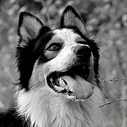 Lucky a rejoint le concours — aidez-le/la à gagner de superbes lots ! dog, black_and_white, portrait, close_up, tongue_out, happy, ears, fur, animal, canine, pet, outdoor, nature, blurry_background, expression, head, muzzle, whiskers, nose, eyes