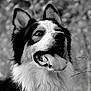 dog, black_and_white, portrait, close_up, tongue_out, happy, ears, fur, animal, canine, pet, outdoor, nature, blurry_background, expression, head, muzzle, whiskers, nose, eyes