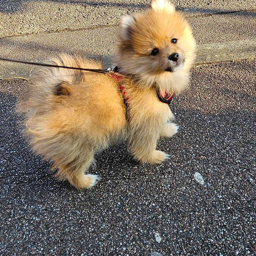 Yumi participe au concours pour gagner de l'argent avec cette photo : adorable, animal, canine, curious, cute, dog, fluffy, fur, leash, outdoor, pavement, pet, pet_accessory, pomeranian, puppy, side_view, small_dog, sunlight, walking, young_dog