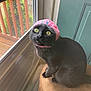 accessory, black_cat, cat, closeup, curious, cute, fur, indoor, pet, pink_hat, playful, porch, portrait, sitting, stool, sunlight, whiskers, window, window_screen, yellow_eyes