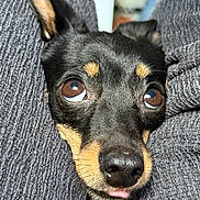 Ruby participe au concours pour gagner de l'argent avec cette photo : big_eyes, black_fur, close_up, cozy, cuddle, cute, dog, ears, expressive, fabric_texture, indoor, nose, pet, portrait, small_dog, snout, sweater, tan_markings, tongue, whiskers