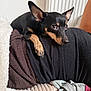 Ruby a rejoint le concours — aidez-le/la à gagner de superbes lots ! black_and_tan, blanket, close_up, dog, ears_up, eyes, fur, home, human_leg, indoor, lying_down, miniature_pinscher, paw, pet, portrait, radiator, resting, small_dog, snout, sofa