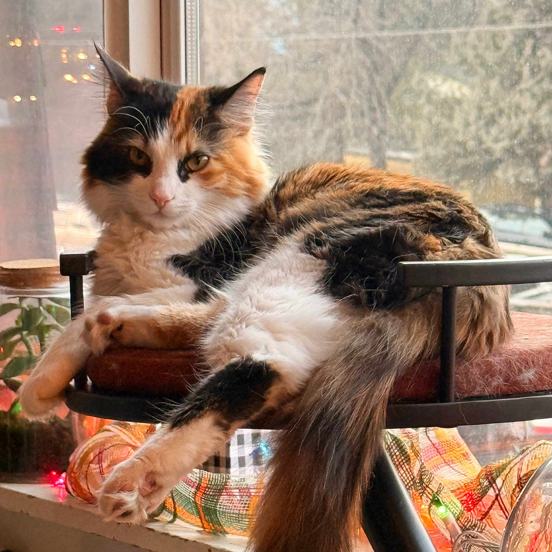 Margles is registered to the contest to win money with this photo: cat, calico_cat, long_hair, fluffy, feline, pet, animal, lounging, sitting, chair, window, indoors, portrait, whiskers, ears, paws, fur, tricolor, holiday_lights, cozy