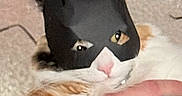 Margles is registered to the contest to win money with this photo: cat, batman_mask, superhero, black_and_white_cat, orange_fur, sleeping, eyes, pink_nose, whiskers, pet, animal, close_up, portrait, blanket, cozy, indoor, hand, tattoo, funny, costume