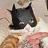 cat, batman_mask, superhero, black_and_white_cat, orange_fur, sleeping, eyes, pink_nose, whiskers, pet, animal, close_up, portrait, blanket, cozy, indoor, hand, tattoo, funny, costume