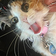 Margles is registered to the contest to win money with this photo: cat, calico_cat, fluffy, long_hair, tongue_out, close_up, pet, collar, id_tag, whiskers, green_eyes, blue_eyes, pink_nose, furry, animal, indoor, portrait, funny, cute, selfie