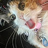 cat, calico_cat, fluffy, long_hair, tongue_out, close_up, pet, collar, id_tag, whiskers, green_eyes, blue_eyes, pink_nose, furry, animal, indoor, portrait, funny, cute, selfie