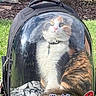 Margles joined the competition — help win amazing prizes! cat, calico_cat, fluffy, long_hair, pet, animal, backpack, pet_carrier, bubble_window, outdoor, garden, grass, plants, sunlight, portrait, sitting, collar, tag, blanket, reflection
