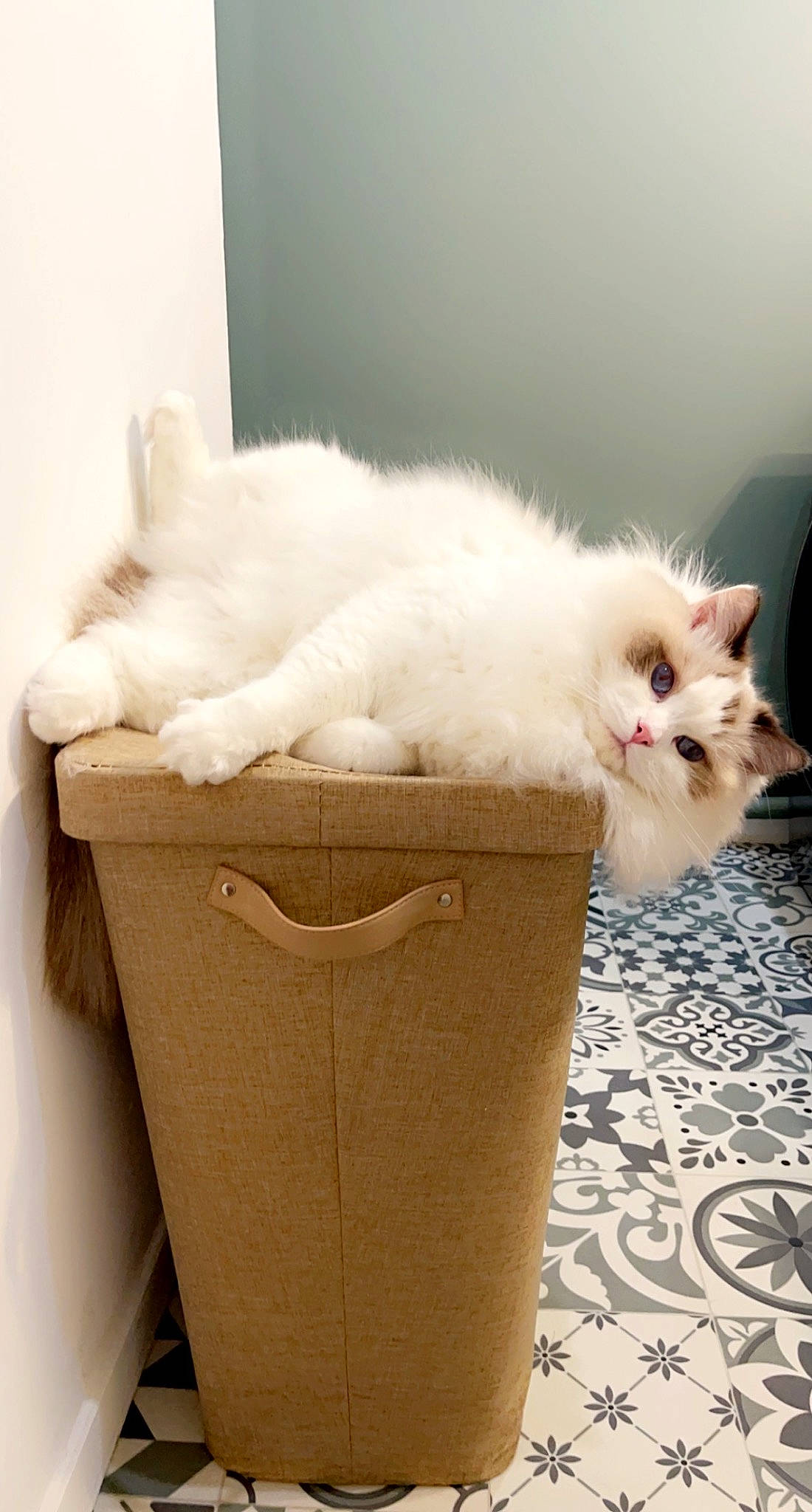 Ralph participe au concours pour gagner de l'argent avec cette photo : box, carnivore, cat, chair, comfort, domestic_short_haired_cat, fawn, felidae, flooring, flowerpot, foot, fur, hardwood, paw, plant, small_to_medium_sized_cats, tail, whiskers, window, wood