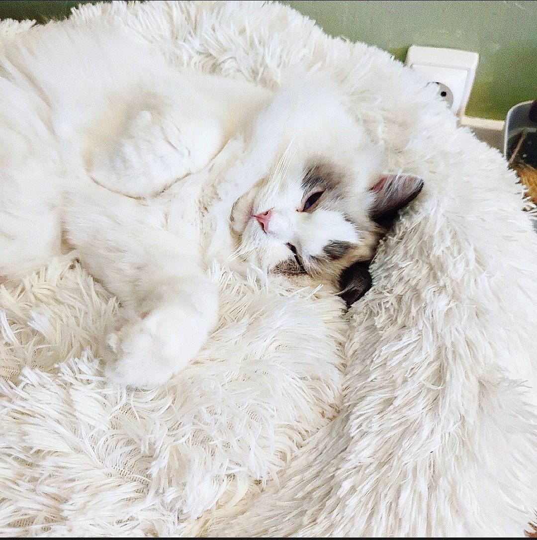 Ralph participe au concours pour gagner de l'argent avec cette photo : carnivore, cat, cat_bed, claw, comfort, companion_dog, fang, felidae, fur, nap, natural_material, paw, ragdoll, sleep, small_to_medium_sized_cats, snout, terrestrial_animal, whiskers