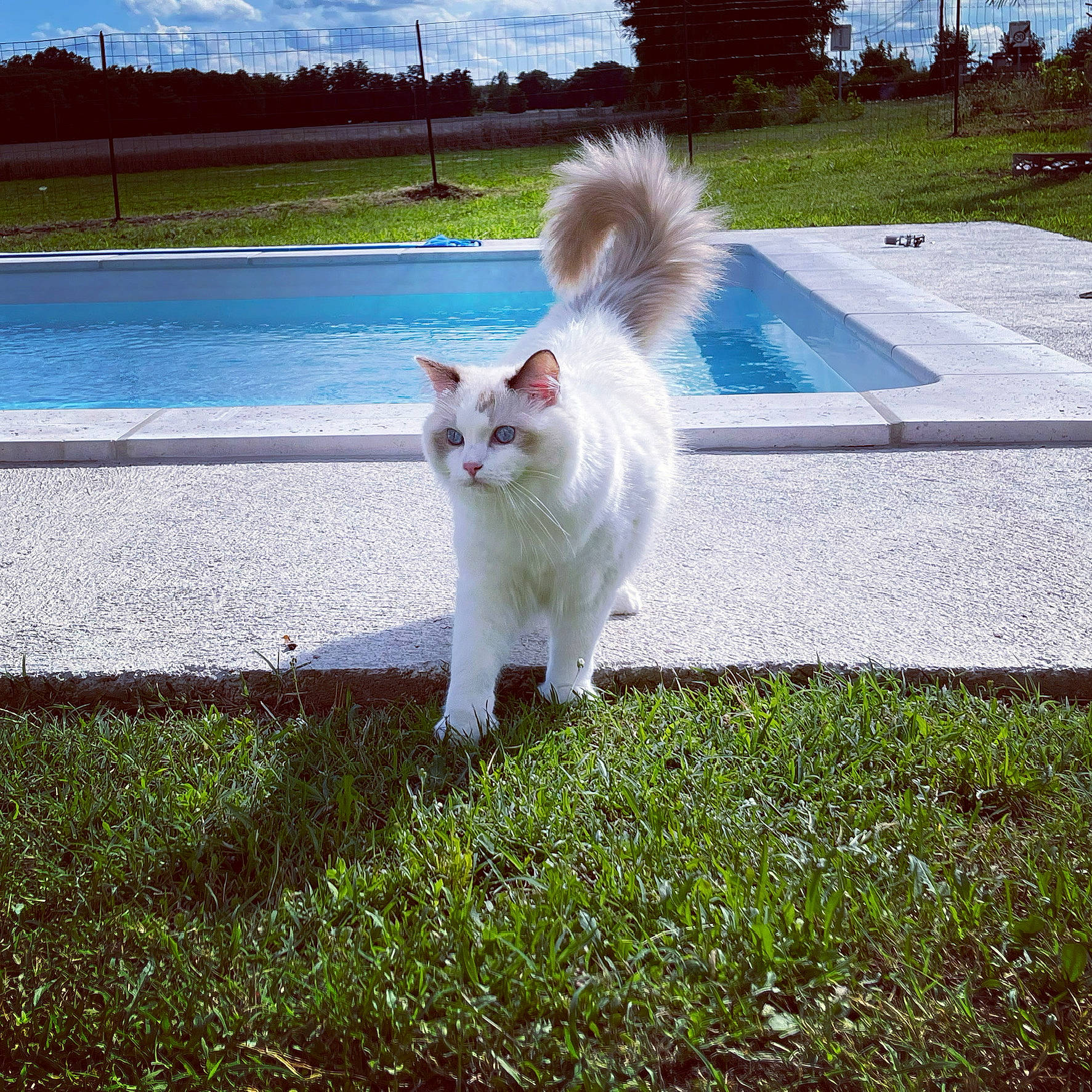 Ralph participe au concours pour gagner de l'argent avec cette photo : asphalt, carnivore, cat, cloud, companion_dog, fawn, felidae, fur, grass, groundcover, lawn, plant, road, road_surface, sidewalk, sky, small_to_medium_sized_cats, tail, tree, whiskers