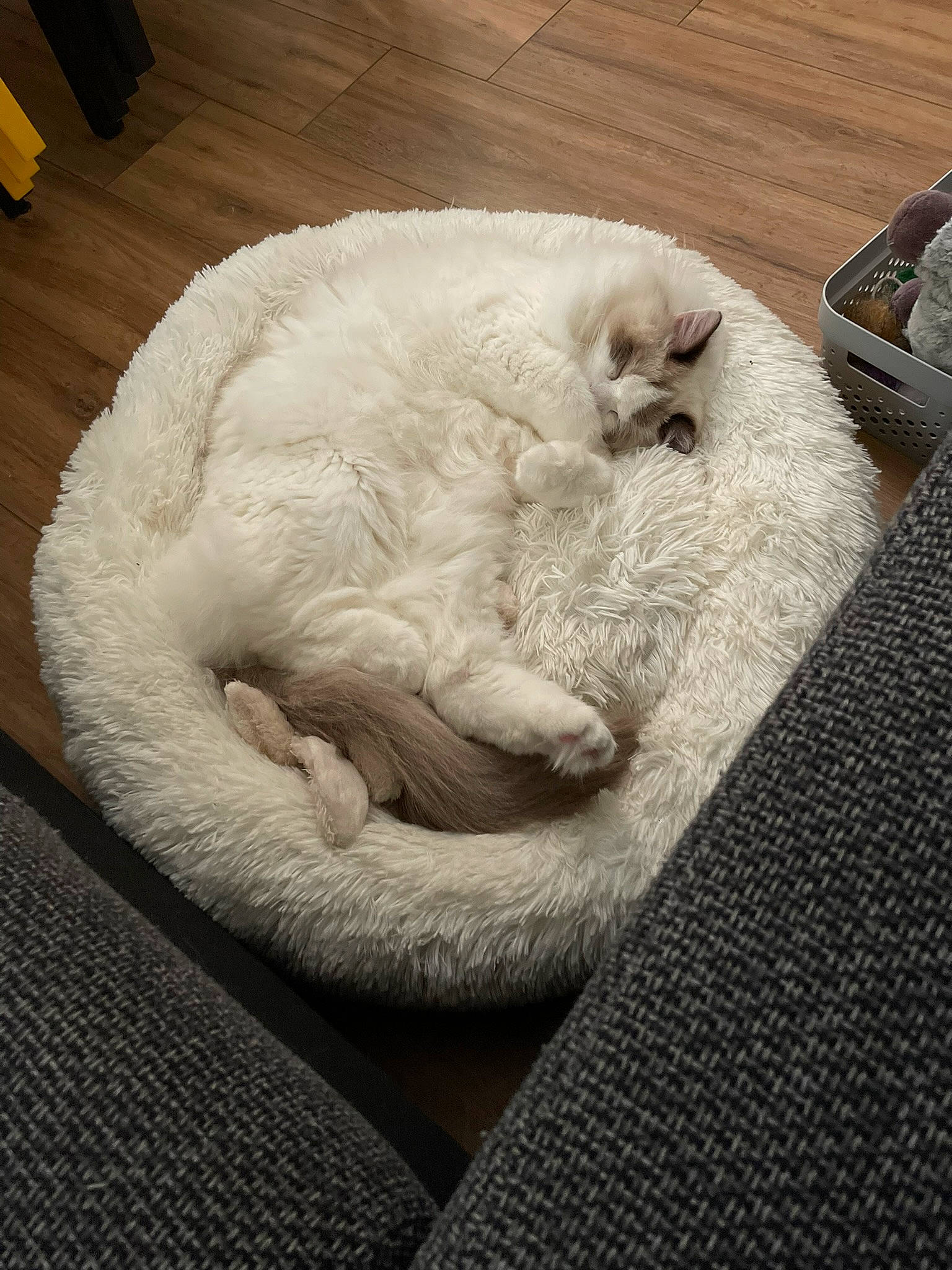 Ralph a rejoint le concours — aidez-le/la à gagner de superbes lots ! canidae, carnivore, cat, claw, comfort, companion_dog, dog_breed, domestic_short_haired_cat, felidae, flooring, fur, linens, nap, paw, sleep, small_to_medium_sized_cats, snout, sporting_group, tail, whiskers