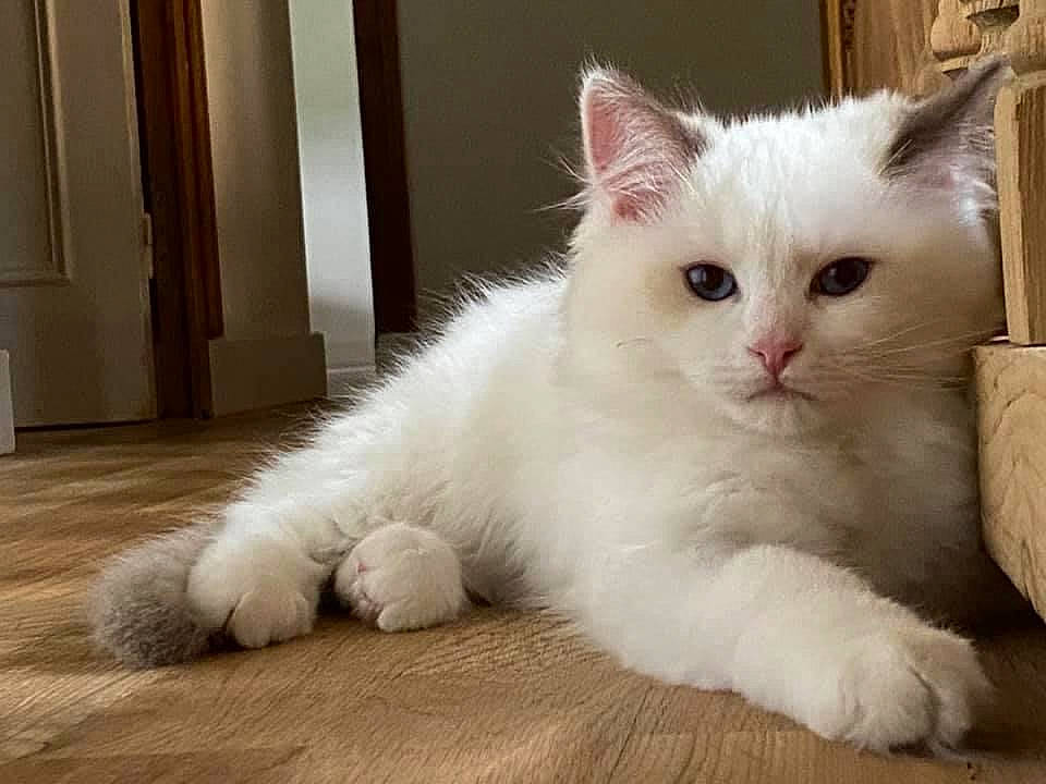 Ralph participe au concours pour gagner de l'argent avec cette photo : carnivore, cat, claw, domestic_short_haired_cat, door, felidae, flooring, fur, hardwood, home_door, paw, small_to_medium_sized_cats, snout, tail, terrestrial_animal, whiskers, wood, wood_flooring