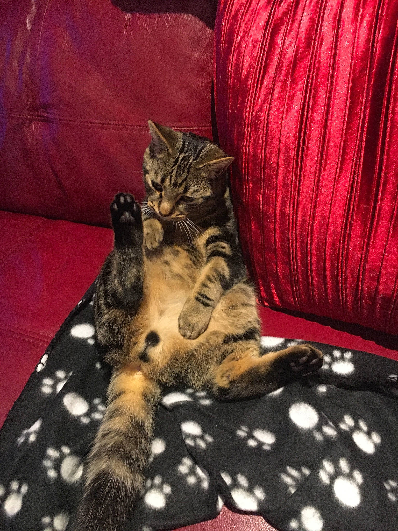 Elton joined the competition — help win amazing prizes! bed, bed_sheet, bedding, carmine, carnivore, cat, comfort, couch, domestic_short_haired_cat, fawn, felidae, fur, linens, mammal, pattern, room, small_to_medium_sized_cats, tail, whiskers, wood