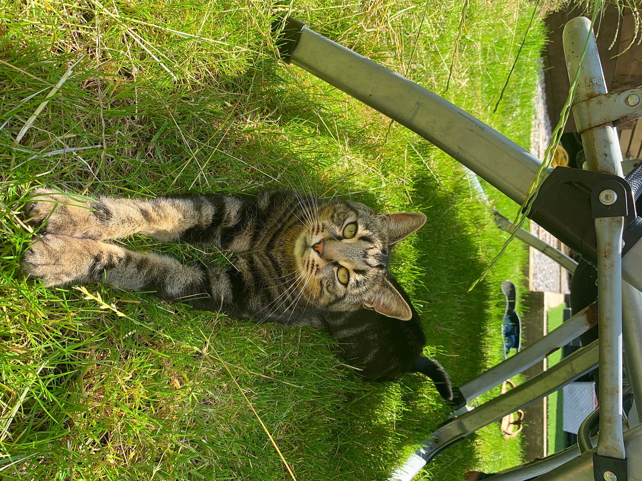 Elton is registered to the contest to win money with this photo: big_cats, carnivore, cat, domestic_short_haired_cat, felidae, fur, grass, grass_family, grassland, groundcover, metal, small_to_medium_sized_cats, snout, tail, terrestrial_animal, whiskers, wildlife, wood