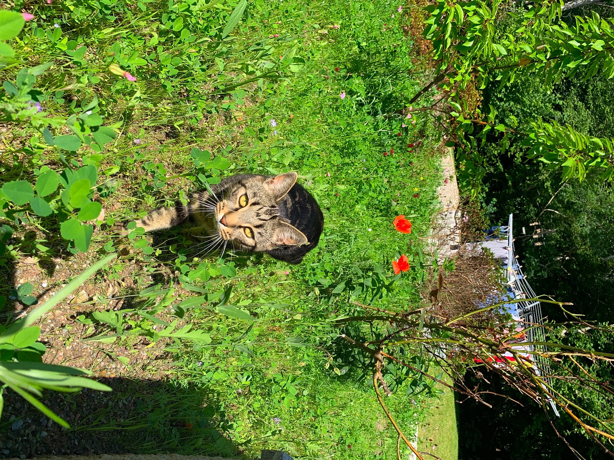 Elton is registered to the contest to win money with this photo: annual_plant, bedrock, flower, flowering_plant, garden, grass, grass_family, groundcover, herb, herbaceous_plant, landscape, natural_landscape, plant, rock, shrub, soil, terrestrial_animal, terrestrial_plant, vegetation, wood