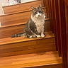 cat, stairs, wood, indoor, pet, animal, feline, curious, gray, white, fur, tail, wooden_stairs, railing, plastic_bag, folded_chairs, domestic, house, cozy, portrait