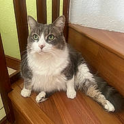 El Chiquitin is registered to the contest to win money with this photo: cat, gray_cat, white_cat, fluffy_cat, pet, animal, indoor, stairs, wooden_stairs, chair, furniture, green_eyes, relaxed, sitting, looking, domestic_cat, whiskers, fur, cute, house