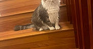 El Chiquitin is registered to the contest to win money with this photo: cat, stairs, wooden_stairs, gray_cat, white_cat, pet, indoor, home, furniture, animal, curious, sitting, fluffy, domestic_cat, stairs_rail, wood, floor, cozy, background, household_items
