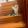 cat, stairs, wooden_stairs, gray_cat, white_cat, pet, indoor, home, furniture, animal, curious, sitting, fluffy, domestic_cat, stairs_rail, wood, floor, cozy, background, household_items