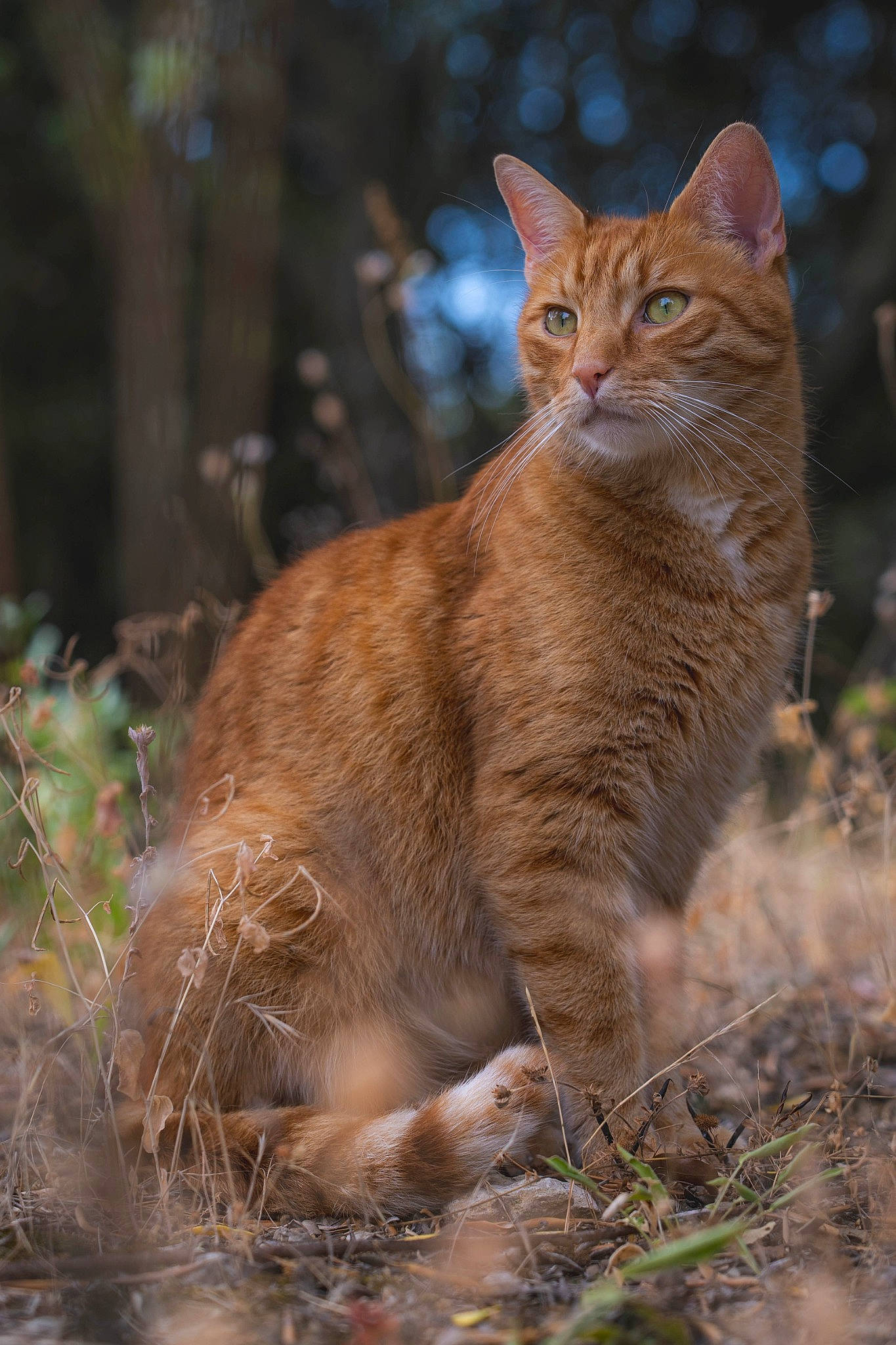 Diesel a rejoint le concours — aidez-le/la à gagner de superbes lots ! carnivore, cat, claw, domestic_short_haired_cat, eye, fawn, felidae, fur, grass, natural_landscape, plant, small_to_medium_sized_cats, snout, tail, terrestrial_animal, tree, whiskers, wildlife