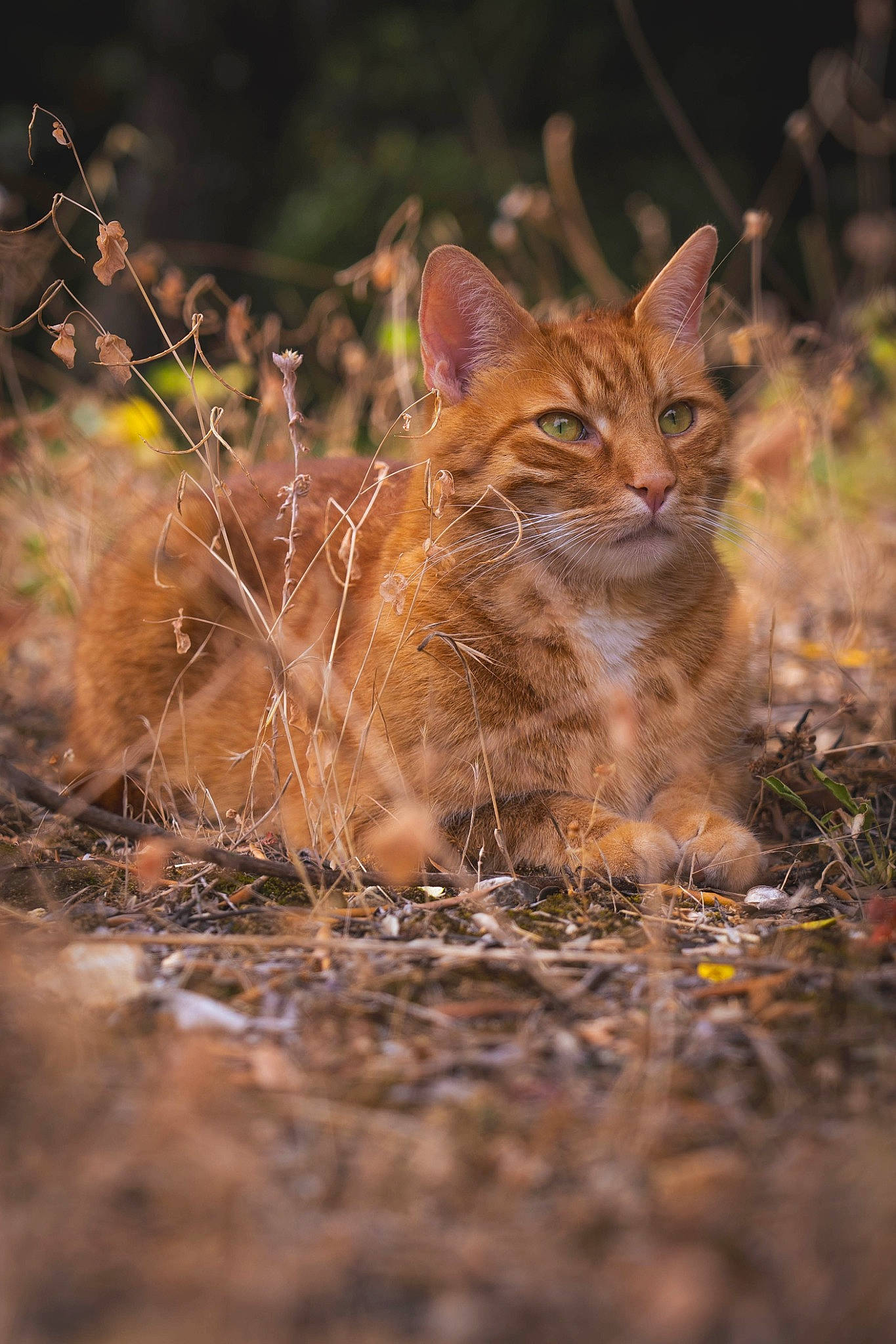 Diesel participe au concours pour gagner de l'argent avec cette photo : carnivore, cat, claw, domestic_short_haired_cat, fawn, felidae, fur, grass, lynx, plant, sitting, small_to_medium_sized_cats, snout, soil, tail, terrestrial_animal, twig, whiskers, wildlife, wood