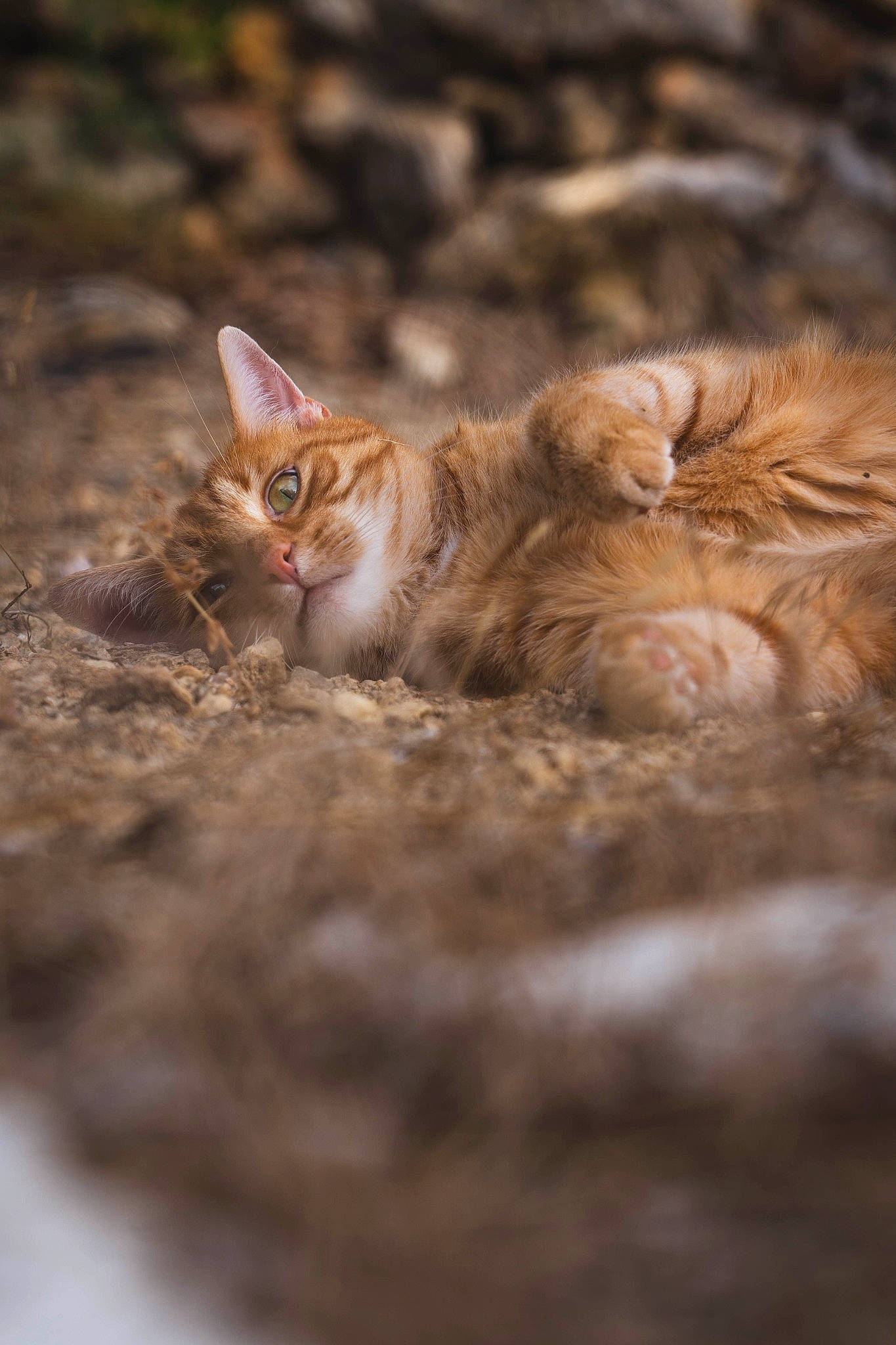 Diesel participe au concours pour gagner de l'argent avec cette photo : carnivore, cat, close_up, domestic_short_haired_cat, eye, fawn, felidae, fur, grass, natural_landscape, paw, plant, small_to_medium_sized_cats, snout, tail, terrestrial_animal, tree, whiskers, wildlife, wood