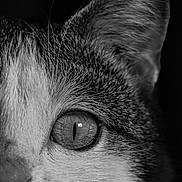 Teddy a rejoint le concours — aidez-le/la à gagner de superbes lots ! cat, close_up, black_and_white, eye, whiskers, fur, animal, pet, portrait, macro, face, feline, sharp_focus, texture, monochrome, nature, mammal, detail, wildlife, cute