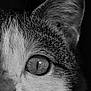 cat, close_up, black_and_white, eye, whiskers, fur, animal, pet, portrait, macro, face, feline, sharp_focus, texture, monochrome, nature, mammal, detail, wildlife, cute
