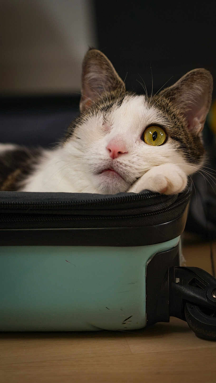 Teddy a rejoint le concours — aidez-le/la à gagner de superbes lots ! cat, one_eyed, pet, feline, yellow_eye, suitcase, luggage, indoor, resting, close_up, whiskers, fur, pink_nose, paw, floor, domestic_animal, cute, animal_portrait, relaxed, travel
