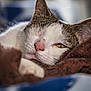 Teddy participe au concours pour gagner de l'argent avec cette photo : cat, sleeping, close_up, feline, pet, resting, cozy, blanket, fur, whiskers, pink_nose, relaxed, indoor, animal, portrait, one_eye_open, soft_light, warm, comfortable, domestic_cat
