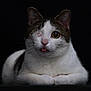 cat, one-eyed, tongue_out, white_fur, tabby_fur, pet, animal, portrait, close-up, whiskers, ears, cute, feline, resting, dark_background, isolated, looking, front_view, soft_lighting, indoor