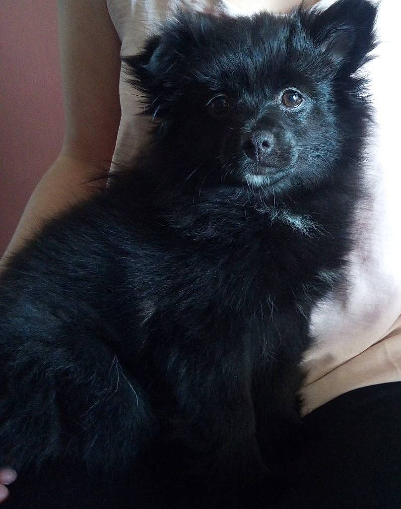 Maya a rejoint le concours — aidez-le/la à gagner de superbes lots ! canidae, carnivore, companion_dog, dog, dog_breed, fur, german_spitz_mittel, non_sporting_group, puppy, sporting_group, terrestrial_animal, toy_dog, whiskers, working_animal